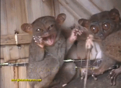 A gif of two aye-ayes being fed a bug by someone off camera. The aye-aye on the left is holding their hands up and blinking with their mouth open while the one on the left flails its arms around and eventually grabs the bug.