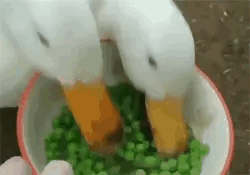 An aggressively fast gif of some ducks fucking up a bowl of peas